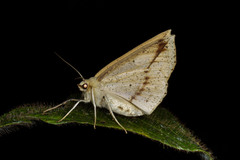 Psilocerea aspilates