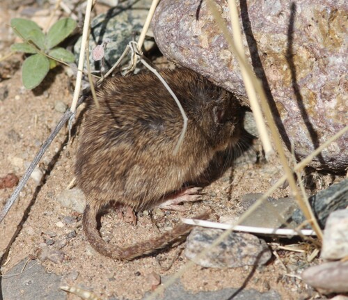 Rock Pocket Mouse