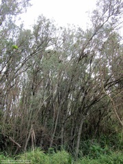 Tessaria integrifolia