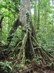 Cecropia sciadophylla