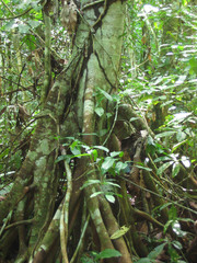 Cecropia sciadophylla