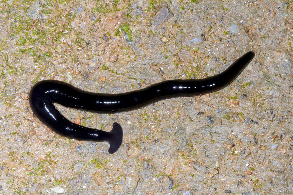 Humbertium ferrugineoideum