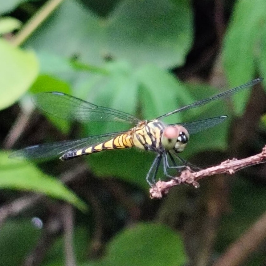 Little Blue Marsh Hawk
