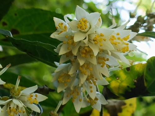 Beautiful deutzia (Deutzia pulchra)