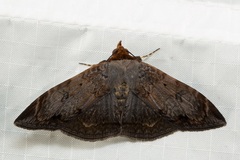 Mecodina lanceola