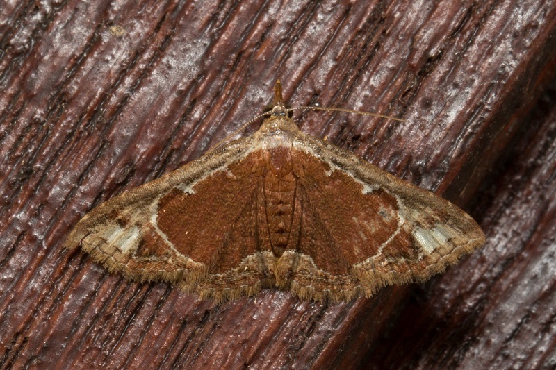 Corgatha viridicinctalis