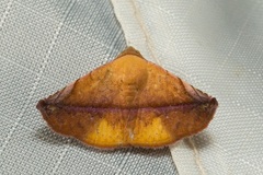 Eublemma crassiuscula