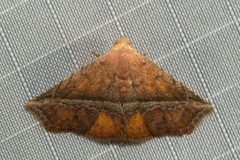 Eublemma crassiuscula