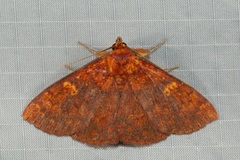 Singara diversalis