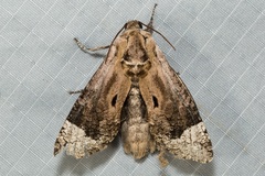 Groenendaelia kinabaluensis