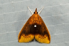 Lipararchis tranquillalis