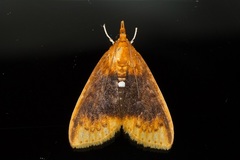 Lipararchis tranquillalis