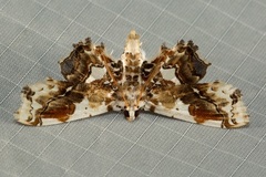Aeolopetra