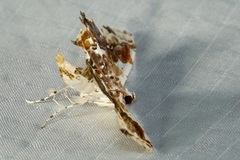 Aeolopetra