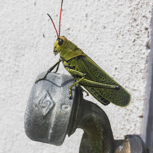 Romalea picticornis