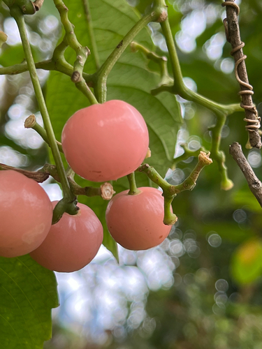 Cayratia mollissima (Wall.) Gagnep.