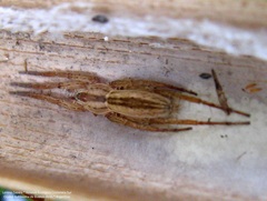 Arachosia bergi