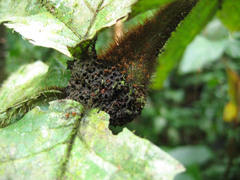 Cordia nodosa