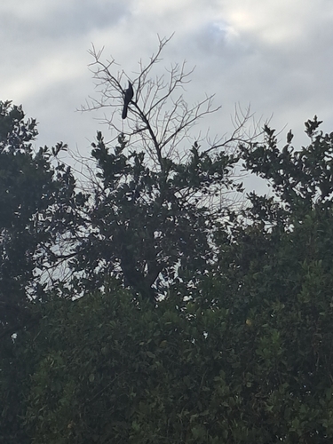 Grey Go-away-bird