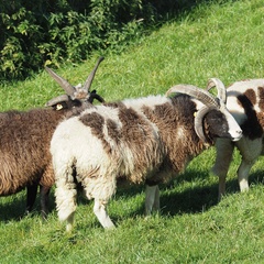Ovis aries