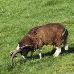 Ovis aries