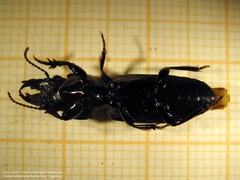 Scarites anthracinus