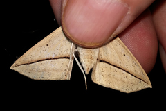 Psilocerea aspilates