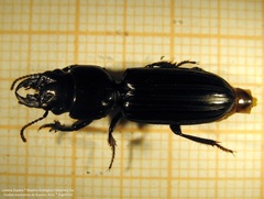 Scarites anthracinus