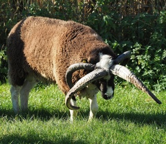 Ovis aries