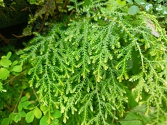 Selaginella labordei