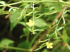 Ludwigia hyssopifolia