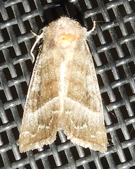 Papaipema eupatorii