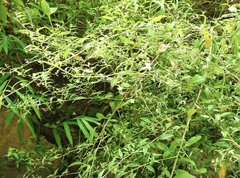 Ludwigia hyssopifolia
