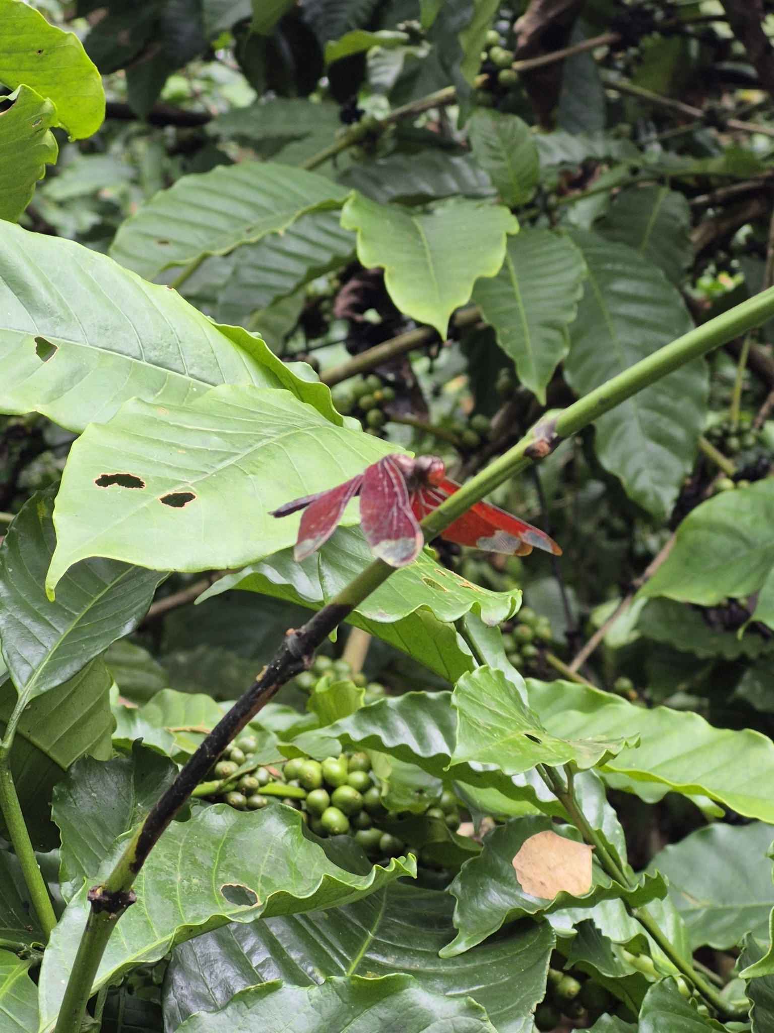 Fulvous Forest Skimmer