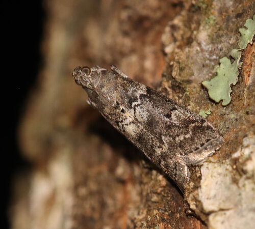 Elm Leaftier Moth photo 4