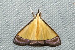 Pseudonoorda nigropunctalis