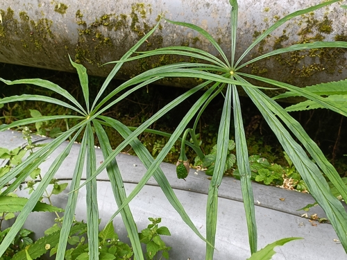 Himalayan Cobra Lily (Arisaema consanguineum)