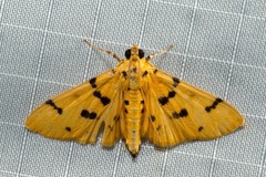 Dichocrocis