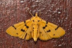 Dichocrocis