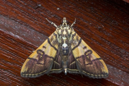 Nothomastix pronaxalis Walker, 1859