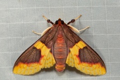 Pachynoa purpuralis