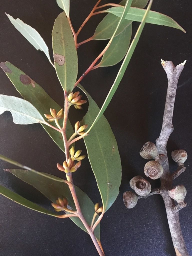Broad-leaved Stringybark