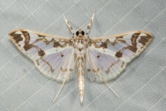 Polythlipta