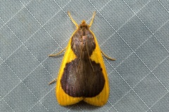 Prooedema inscisalis