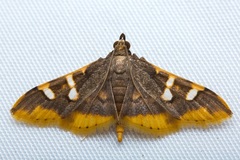 Prophantis
