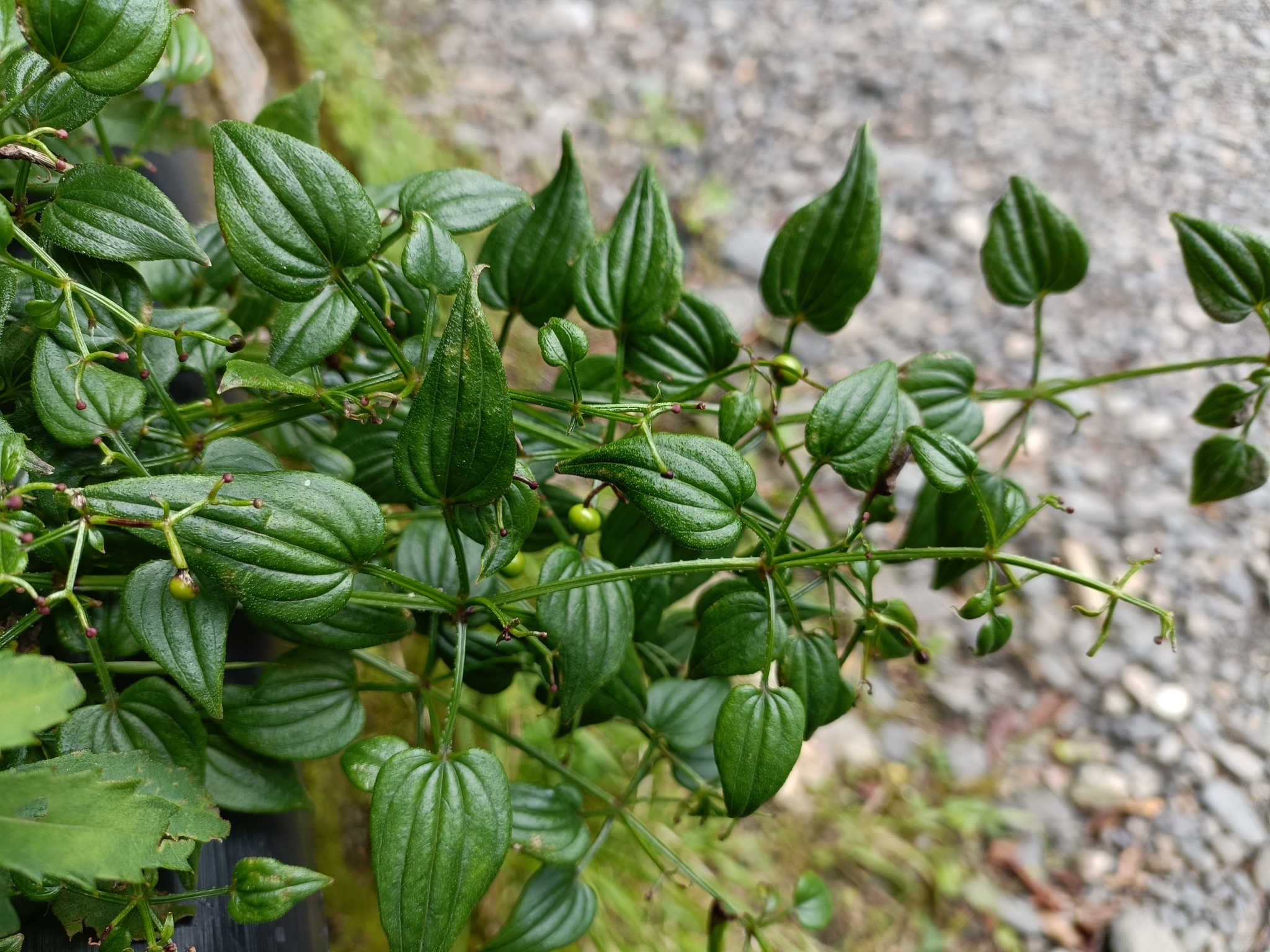 East Asian Madder (Rubia argyi)