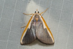 Pylartes subcostalis