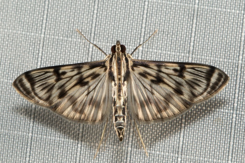 Rhimphalea astrigalis