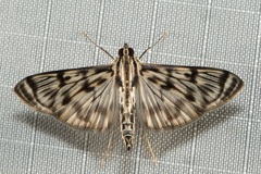 Rhimphalea astrigalis