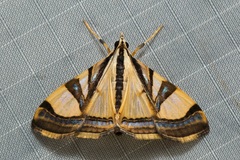 Agrioglypta